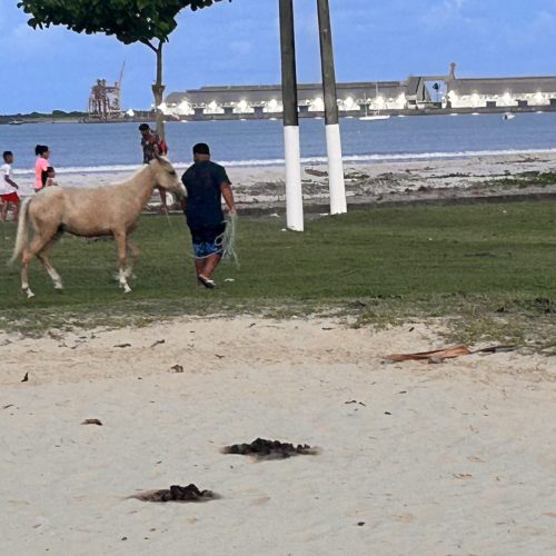 “FEZES E MUITOS CAVALOS ESTÃO COMPROMETENDO A PRÁTICA ESPORTIVA NA AVENIDA LITORÂNEA”, DESTACOU JEREMIAS SANTOS